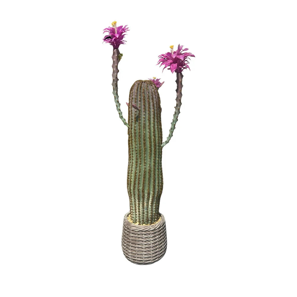 HiMISSCN Artificial Cactus Plant Potted Faux Desert Home Decor