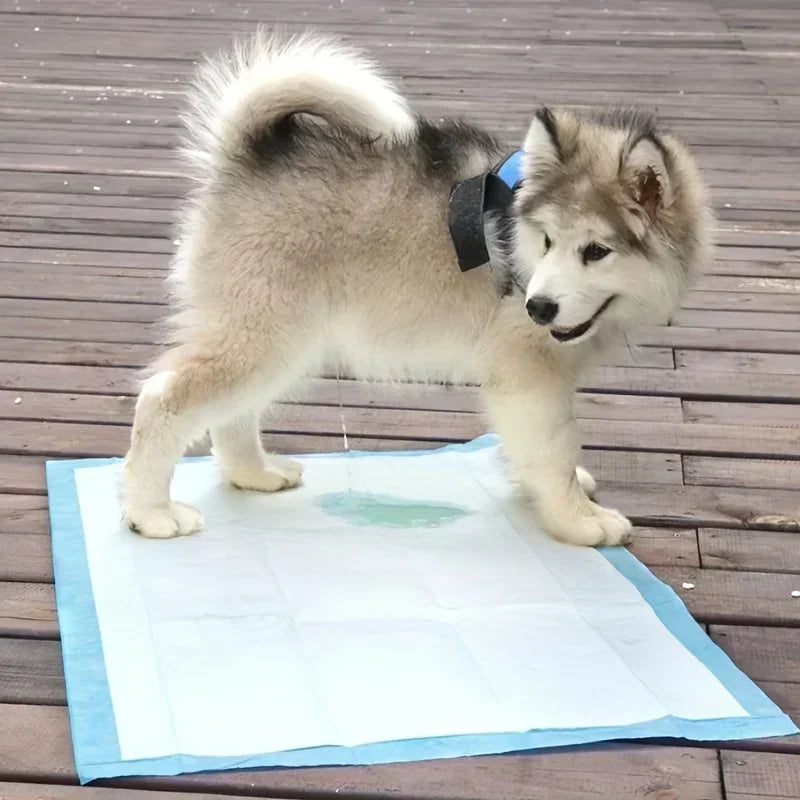 Dog Diapers And Training Pads With Odor Control For Pets